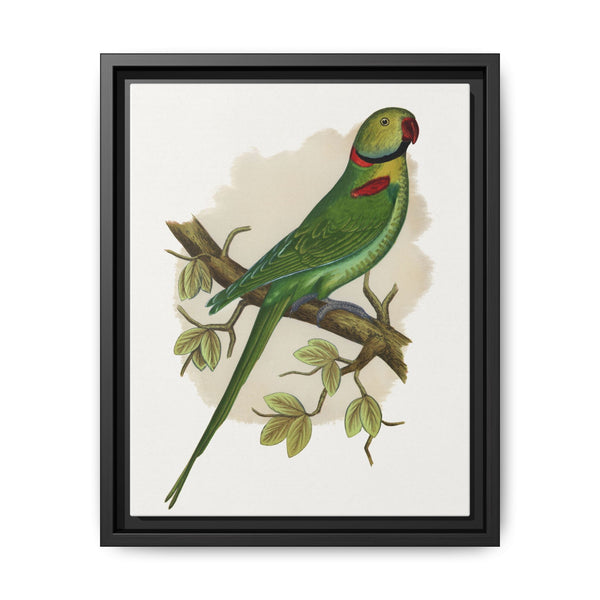 Alexandrine Parakeet (Psittacula eupatria) colored wood-engraved plate by Alexander Francis Lydon. - NOMADEN ART GALLERY