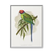 Blossom-Headed Parrakeet (Psittacula roseata) colored wood-engraved plate by Alexander Francis Lydon. - NOMADEN ART GALLERY