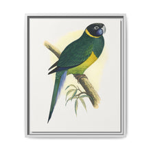 Bauer's Parrakeet (Barnardius zonarius) colored wood-engraved plate by Alexander Francis Lydon. - NOMADEN ART GALLERY