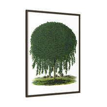 Kilmarnock Weeping Willow tree lithograph. Digitally enhanced from our own original 1900 edition plates of Botanical Specimen published by Rochester Lithographing