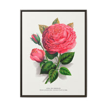 Pink rose, Anna De Diesbach lithograph. Digitally enhanced from our own original 1900 edition plates of Botanical Specimen published by Rochester Lithographing - NOMADEN ART GALLERY
