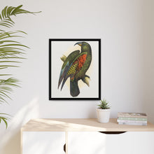 Mountain Parrot (Nestor notabilis) colored wood-engraved plate by Alexander Francis Lydon