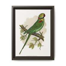Alexandrine Parakeet (Psittacula eupatria) colored wood-engraved plate by Alexander Francis Lydon. - NOMADEN ART GALLERY