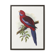 Pennant's Parrakeet (Platycercus elegans) colored wood-engraved plate by Alexander Francis Lydon - NOMADEN ART GALLERY