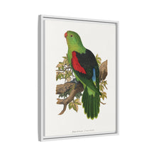 Red-winged parakeet (Aprosmictus erythropterus) colored wood-engraved plate by Alexander Francis Lydon