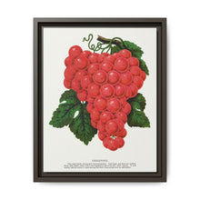 Vergennes grape lithograph. Digitally enhanced from our own original 1900 edition plates of Botanical Specimen published by Rochester Lithographing - NOMADEN ART GALLERY
