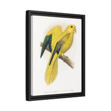 Golden or Queen Bavaria's Parrot (Guaruba guarouba) colored wood-engraved plate by Alexander Francis Lydon.