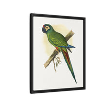 llliger's Macaw (Primolius maracana) colored wood-engraved plate by Alexander Francis Lydon