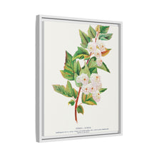 Spirea Aurea flowers lithograph. Digitally enhanced from our own original 1900 edition plates of Botanical Specimen published by Rochester Lithographing