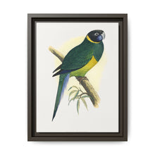 Bauer's Parrakeet (Barnardius zonarius) colored wood-engraved plate by Alexander Francis Lydon. - NOMADEN ART GALLERY