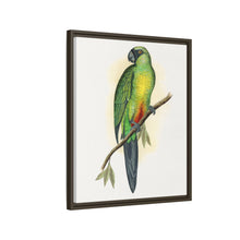Masked Parrakeet (Prosopeia personata) colored wood-engraved plate by Alexander Francis Lydon