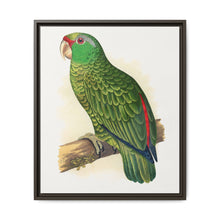 Many-Coloured Parrakeet (Psephotellus varius) colored wood-engraved plate by Alexander Francis Lydon - NOMADEN ART GALLERY