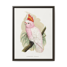Leadbeater's Cockatoo (Lophochroa leadbeateri) colored wood-engraved plate by Alexander Francis Lydon - NOMADEN ART GALLERY