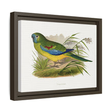 Turquoisine (Neophema pulchella) colored wood-engraved plate by Alexander Francis Lydon