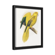 Golden or Queen Bavaria's Parrot (Guaruba guarouba) colored wood-engraved plate by Alexander Francis Lydon. - NOMADEN ART GALLERY
