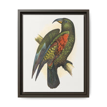 Mountain Parrot (Nestor notabilis) colored wood-engraved plate by Alexander Francis Lydon - NOMADEN ART GALLERY