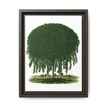Kilmarnock Weeping Willow tree lithograph. Digitally enhanced from our own original 1900 edition plates of Botanical Specimen published by Rochester Lithographing - NOMADEN ART GALLERY