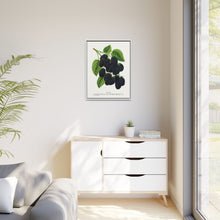 Snyder Blackberry lithograph from Botanical Specimen published by Rochester Lithographing