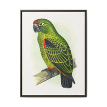 Jardine's Parrot (Poicephalus gulielmi gulielmi) colored wood-engraved plate by Alexander Francis Lydon. - NOMADEN ART GALLERY