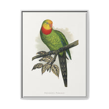 Barraband's Parakeet (Polytelis swainsonii) colored wood-engraved plate by Alexander Francis Lydon - NOMADEN ART GALLERY