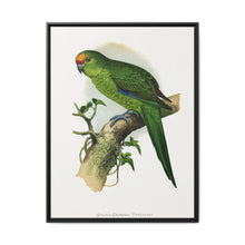 Golden-Crowned Parrakeet (Cyanoramphus auriceps) colored wood-engraved plate by Alexander Francis Lydon - NOMADEN ART GALLERY