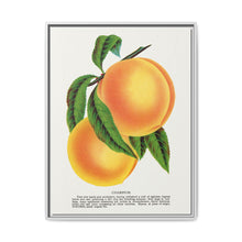 Champion plum lithograph from Botanical Specimen published by Rochester Lithographing - NOMADEN ART GALLERY