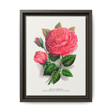Pink rose, Anna De Diesbach lithograph. Digitally enhanced from our own original 1900 edition plates of Botanical Specimen published by Rochester Lithographing - NOMADEN ART GALLERY