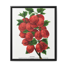 Industry Gooseberry lithograph. Digitally enhanced from our own original 1900 edition plates of Botanical Specimen published by Rochester Lithographing - NOMADEN ART GALLERY
