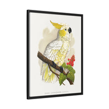 Kleiner Zitronenhaubenkakadu (Cacatua sulphurea) farbige Holzstichplatte von Alexander Francis Lydon