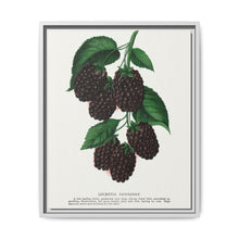 Lucretia Dewberry lithograph. Digitally enhanced from our own original 1900 edition plates of Botanical Specimen published by Rochester Lithographing - NOMADEN ART GALLERY