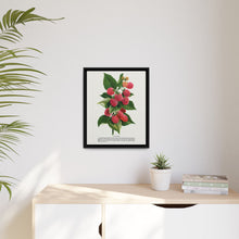 Cuthbert raspberry lithograph. Digitally enhanced from our own original 1900 edition plates of Botanical Specimen published by Rochester Lithographing