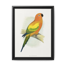 Sun Parrakeet (Aratinga solstitialis) colored wood-engraved plate by Alexander Francis Lydon - NOMADEN ART GALLERY
