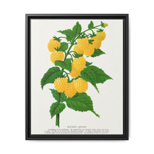 Golden queen raspberry lithograph. Digitally enhanced from our own original 1900 edition plates of Botanical Specimen published by Rochester Lithographing - NOMADEN ART GALLERY