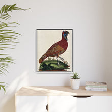 A horned Indian pheasant standing on the grass by J. Pass after J. E. Ihle.