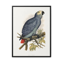 Grey Parrot (Psittacus erithacus) colored wood-engraved plate by Alexander Francis Lydon. - NOMADEN ART GALLERY