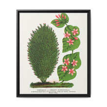 Tartarian, Upright Honeysuckle bush lithograph. Digitally enhanced from our own original 1900 edition plates of Botanical Specimen published by Rochester Lithographing - NOMADEN ART GALLERY