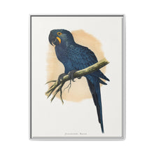 Hyacinthine Macaw (Anodorhynchus hyacinthinus) colored wood-engraved plate by Alexander Francis Lydon. - NOMADEN ART GALLERY
