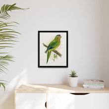 Petz's Conure (Aratinga canicularis) colored wood-engraved plate by Alexander Francis Lydon