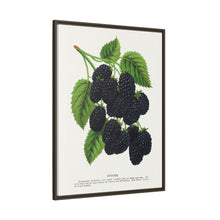 Snyder Blackberry lithograph from Botanical Specimen published by Rochester Lithographing