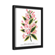 Pink flowers, Weigela lithograph (1900) - NOMADEN ART GALLERY