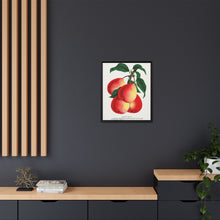 Vermont Beauty pear lithograph. Digitally enhanced from our own original 1900 edition plates of Botanical Specimen published by Rochester Lithographing