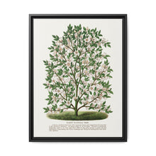 Hardy Magnolia tree lithograph. Digitally enhanced from our own original 1900 edition plates of Botanical Specimen published by Rochester Lithographing - NOMADEN ART GALLERY