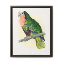 Red-Throated White-Fronted Amazon (Amazona leucocephala) colored wood-engraved plate by Alexander Francis Lydon. - NOMADEN ART GALLERY