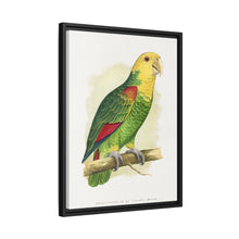 Double-Fronted or Le Vaillant's Amazon (Amazona oratrix) colored wood-engraved plate by Alexander Francis Lydon.