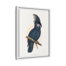 Great Black Cockatoo (Probosciger aterrimus) colored wood-engraved plate by Alexander Francis Lydon
