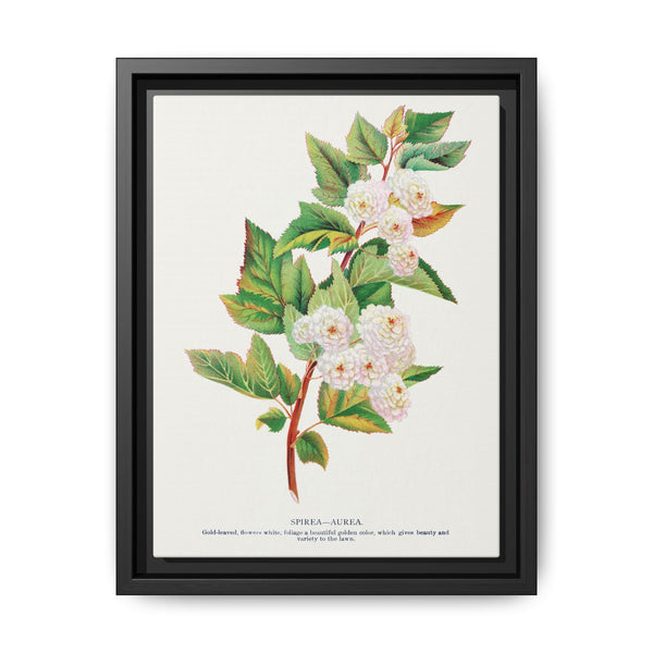 Spirea Aurea flowers lithograph. Digitally enhanced from our own original 1900 edition plates of Botanical Specimen published by Rochester Lithographing - NOMADEN ART GALLERY