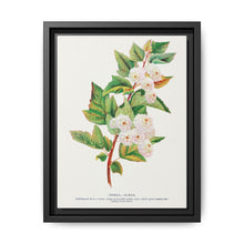 Spirea Aurea flowers lithograph. Digitally enhanced from our own original 1900 edition plates of Botanical Specimen published by Rochester Lithographing - NOMADEN ART GALLERY