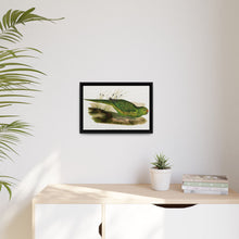 Green Ground Parrot (Pezoporus wallicus) colored wood-engraved plate by Alexander Francis Lydon