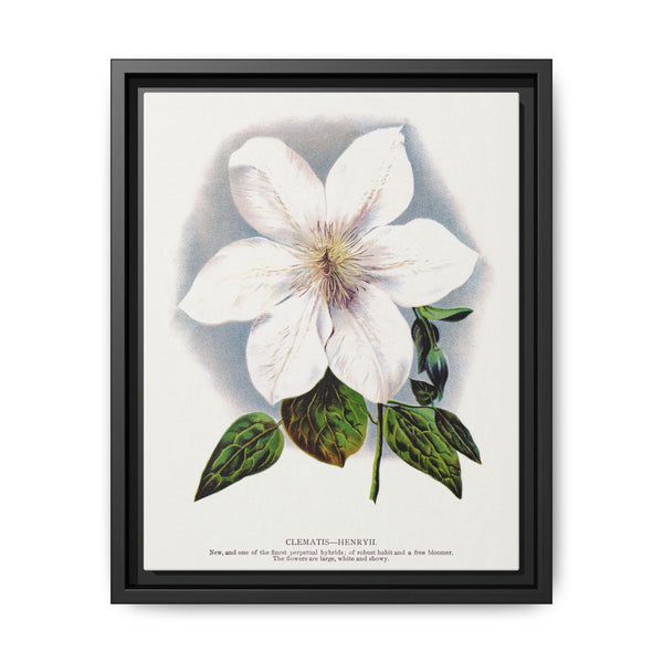 Clematis flower lithograph. Digitally enhanced from our own original 1900 edition plates of Botanical Specimen published by Rochester Lithographing - NOMADEN ART GALLERY