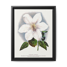 Clematis flower lithograph. Digitally enhanced from our own original 1900 edition plates of Botanical Specimen published by Rochester Lithographing - NOMADEN ART GALLERY
